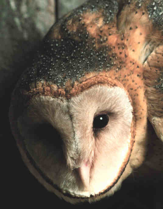 Barn Owl Photo