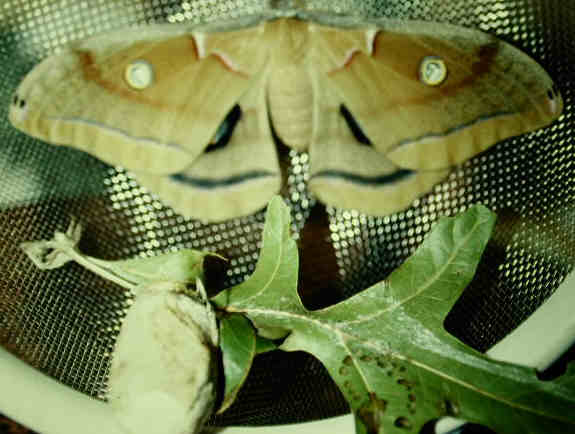 Polyphemus Moth Image # 1