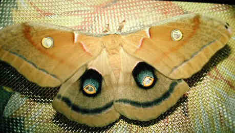 Polyphemus Moth Image # 2
