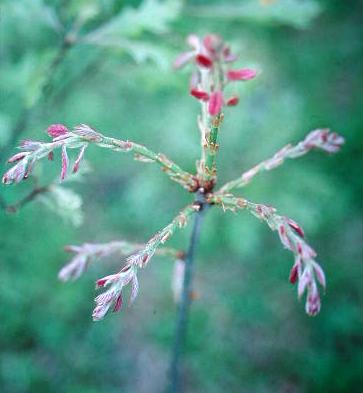 Pin Oak Seedling Leaves Unfolding Photo