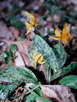 Trout Lily Photo