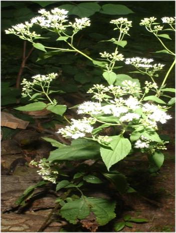 White snakeroot plant image