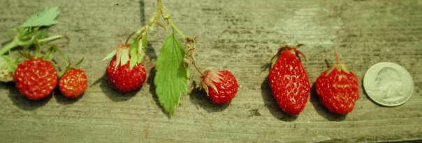 See larger image of wild strawberry shapes.