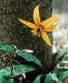 trout lily.JPG (18283 bytes)